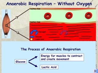 Anaerobic respiration involves the release of a little energy, very
quickly from the incomplete breakdown of glucose without using oxygen,
inside the cells.
1. Glucose is made available by the breakdown of glycogen stored
in the working muscles.
2. The glucose is used by the muscles of the body to produce energy,
without the use of oxygen.
3. This process creates lactic acid, which passes back into the blood
for removal.
Anaerobic Respiration – Without Oxygen
The Process of Anaerobic Respiration
Glucose
Energy for muscles to contract
and create movement
Lactic Acid
 