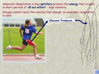 Anaerobic Respiration is how sprinters produce the energy that is used
in short periods of ‘all out effort’ - high intensity.
Glucose Produces…
Oxygen cannot reach the muscles fast enough, so anaerobic respiration
is used.
 