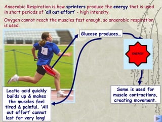 Anaerobic Respiration is how sprinters produce the energy that is used
in short periods of ‘all out effort’ - high intensity.
Glucose produces…
Lactic acid quickly
builds up & makes
the muscles feel
tired & painful. ‘All
out effort’ cannot
last for very long!
Oxygen cannot reach the muscles fast enough, so anaerobic respiration
is used.
Some is used for
muscle contractions,
creating movement.
 