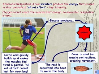 Anaerobic Respiration is how sprinters produce the energy that is used
in short periods of ‘all out effort’ - high intensity.
Glucose produces…
Lactic acid quickly
builds up & makes
the muscles feel
tired & painful. ‘All
out effort’ cannot
last for very long!
The rest is
converted into heat
to warm the body.
Oxygen cannot reach the muscles fast enough, so anaerobic respiration
is used.
Some is used for
muscle contractions,
creating movement.
 
