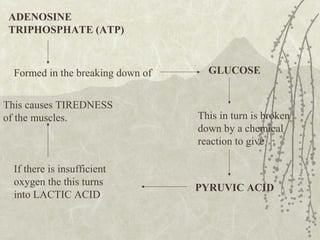 ADENOSINE
TRIPHOSPHATE (ATP)
Formed in the breaking down of GLUCOSE
This in turn is broken
down by a chemical
reaction to give
PYRUVIC ACID
If there is insufficient
oxygen the this turns
into LACTIC ACID
This causes TIREDNESS
of the muscles.
 