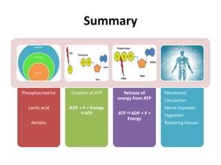 Summary
Phosphocreatine
Lactic acid
Aerobic
Creation of ATP
ADP + P + Energy
ATP
Release of
energy from ATP
ATP ADP + P +
Energy
Movement
Circulation
Nerve impulses
Digestion
Repairing tissues.
 