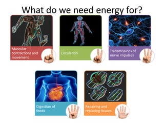 What do we need energy for?
Muscular
contractions and
movement
Circulation
Transmissions of
nerve impulses
Digestion of
foods
Repairing and
replacing tissues
 