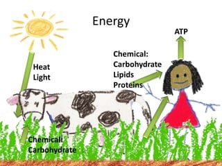 Energy
Heat
Light
Chemical:
Carbohydrate
Chemical:
Carbohydrate
Lipids
Proteins
ATP
 