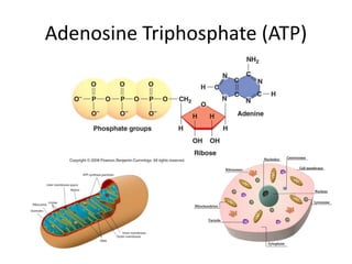 Adenosine Triphosphate (ATP)
 