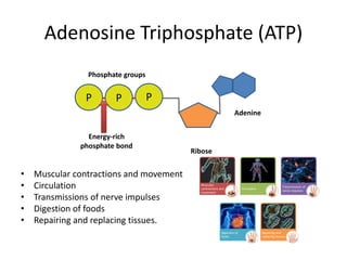 Adenosine Triphosphate (ATP)
• Muscular contractions and movement
• Circulation
• Transmissions of nerve impulses
• Digestion of foods
• Repairing and replacing tissues.
PP P
Adenine
Ribose
Phosphate groups
Muscular
contractions and
movement
Circulation
Transmissions of
nerve impulses
Digestion of
foods
Repairing and
replacing tissues
Energy-rich
phosphate bond
 