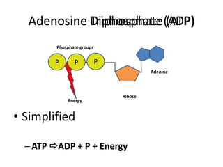 Adenosine Triphosphate (ATP)
PP P
Phosphate groups
Adenine
Ribose
Energy
• Simplified
–ATP ADP + P + Energy
Adenosine Diphosphate (ADP)
 
