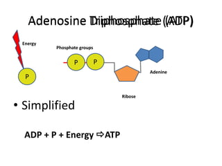 Adenosine Diphosphate (ADP)
P
P
P
Phosphate groups
Adenine
Ribose
Energy
• Simplified
ADP + P + Energy ATP
Adenosine Triphosphate (ATP)
 