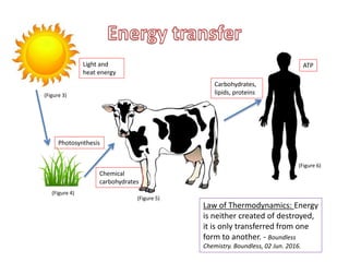Law of Thermodynamics: Energy
is neither created of destroyed,
it is only transferred from one
form to another. - Boundless
Chemistry. Boundless, 02 Jun. 2016.
(Figure 3)
(Figure 4)
(Figure 5)
(Figure 6)
Light and
heat energy
Photosynthesis
Chemical
carbohydrates
Carbohydrates,
lipids, proteins
ATP
 