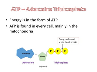 • Energy is in the form of ATP
• ATP is found in every cell, mainly in the
mitochondria
Energy released
when bond breaks
(Figure 7)
 