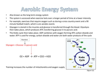 • Also known as the long term energy system
• The system is accessed when exercise lasts over a longer period of time at a lower intensity
• For example, exercises that require oxygen such as during a cross country event and a 90
minute football match, which is are aerobic events
• Glycogen is stored in the muscles and glucose is transferred through the blood. Glycolysis
then takes place, which produces ATP, transferring glucose in to pyruvic acid.
• The Krebs cycle then takes place. ADP combines with oxygen forming ATP, carbon dioxide and
water. ATP is used for energy, carbon dioxide and water are both water products of the cycle
Glycogen + Glucose → pyruvic acid
Training increases the number of mitochondria and oxygen supply
O2 + ADP → ATP + CO2 + H2O
(figure 12)
Glycolysis
 