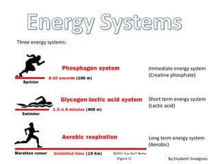 Three energy systems:
Immediate energy system
(Creatine phosphate)
Short term energy system
(Lactic acid)
Long term energy system
(Aerobic)
(Figure 1) By Elizabeth Snodgrass
 