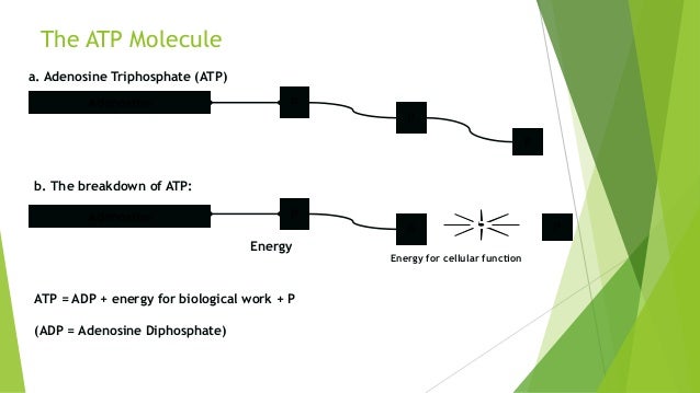 The Energy Systems Atp Adenosine Triphosphate