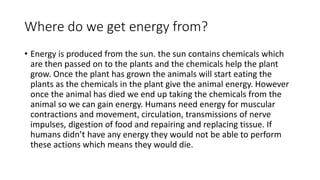 Where do we get energy from?
• Energy is produced from the sun. the sun contains chemicals which
are then passed on to the plants and the chemicals help the plant
grow. Once the plant has grown the animals will start eating the
plants as the chemicals in the plant give the animal energy. However
once the animal has died we end up taking the chemicals from the
animal so we can gain energy. Humans need energy for muscular
contractions and movement, circulation, transmissions of nerve
impulses, digestion of food and repairing and replacing tissue. If
humans didn’t have any energy they would not be able to perform
these actions which means they would die.
 
