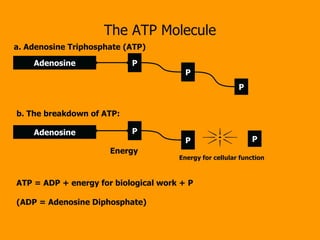 The ATP Molecule Adenosine Adenosine Energy a. Adenosine Triphosphate (ATP) b. The breakdown of ATP: P P P P P P ATP = ADP + energy for biological work + P (ADP = Adenosine Diphosphate) Energy for cellular function 