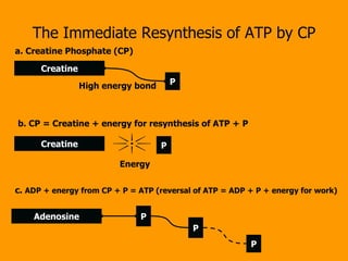 The Immediate Resynthesis of ATP by CP Creatine P Creatine P Energy High energy bond a. Creatine Phosphate (CP) b. CP = Creatine + energy for resynthesis of ATP +   P Adenosine P P P c.  ADP + energy from CP + P = ATP (reversal of ATP = ADP + P + energy for work) 