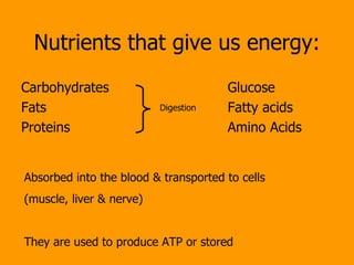 Nutrients that give us energy: Carbohydrates Fats Proteins Glucose Fatty acids Amino Acids Digestion Absorbed into the blood & transported to cells  (muscle, liver & nerve) They are used to produce ATP or stored 
