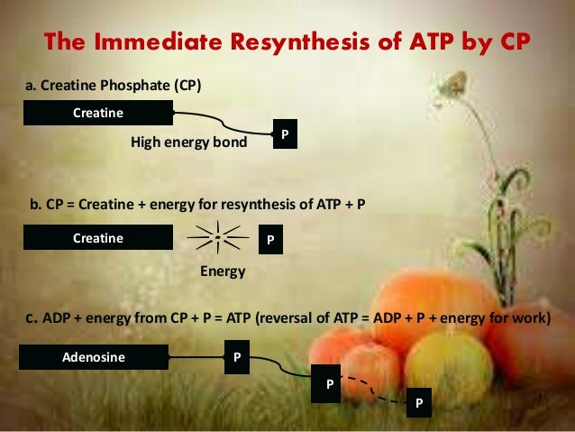 breakdown and resynthesis of atp Atp breakdown and resynthesis in the development of gastrointestinal mucosal damage and its prevention in animals and human (an overview of 25 years. breakdown and resynthesis of atp Atp breakdown and resynthesis in the development of gastrointestinal mucosal damage and its prevention in animals and human (an overview of 25 years.