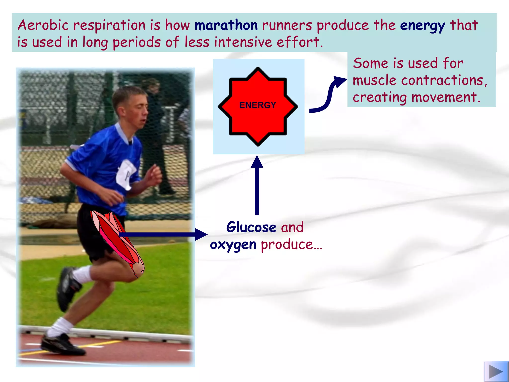 Aerobic respiration is how marathon runners produce the energy that
is used in long periods of less intensive effort.
Glucose and
oxygen produce…
Some is used for
muscle contractions,
creating movement.
 