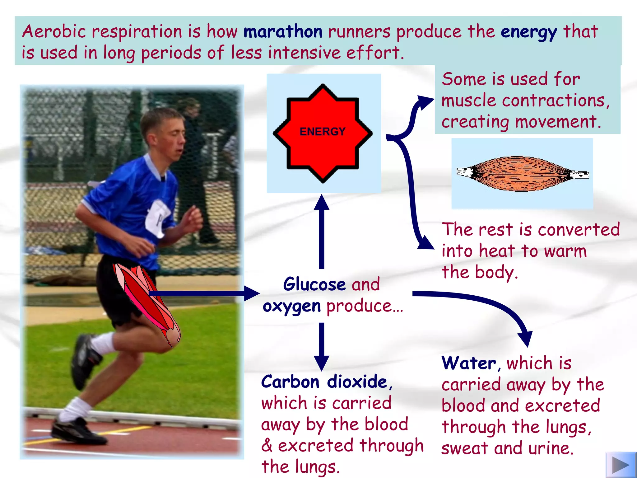 Aerobic respiration is how marathon runners produce the energy that
is used in long periods of less intensive effort.
Glucose and
oxygen produce…
Carbon dioxide,
which is carried
away by the blood
& excreted through
the lungs.
Water, which is
carried away by the
blood and excreted
through the lungs,
sweat and urine.
Some is used for
muscle contractions,
creating movement.
The rest is converted
into heat to warm
the body.
 