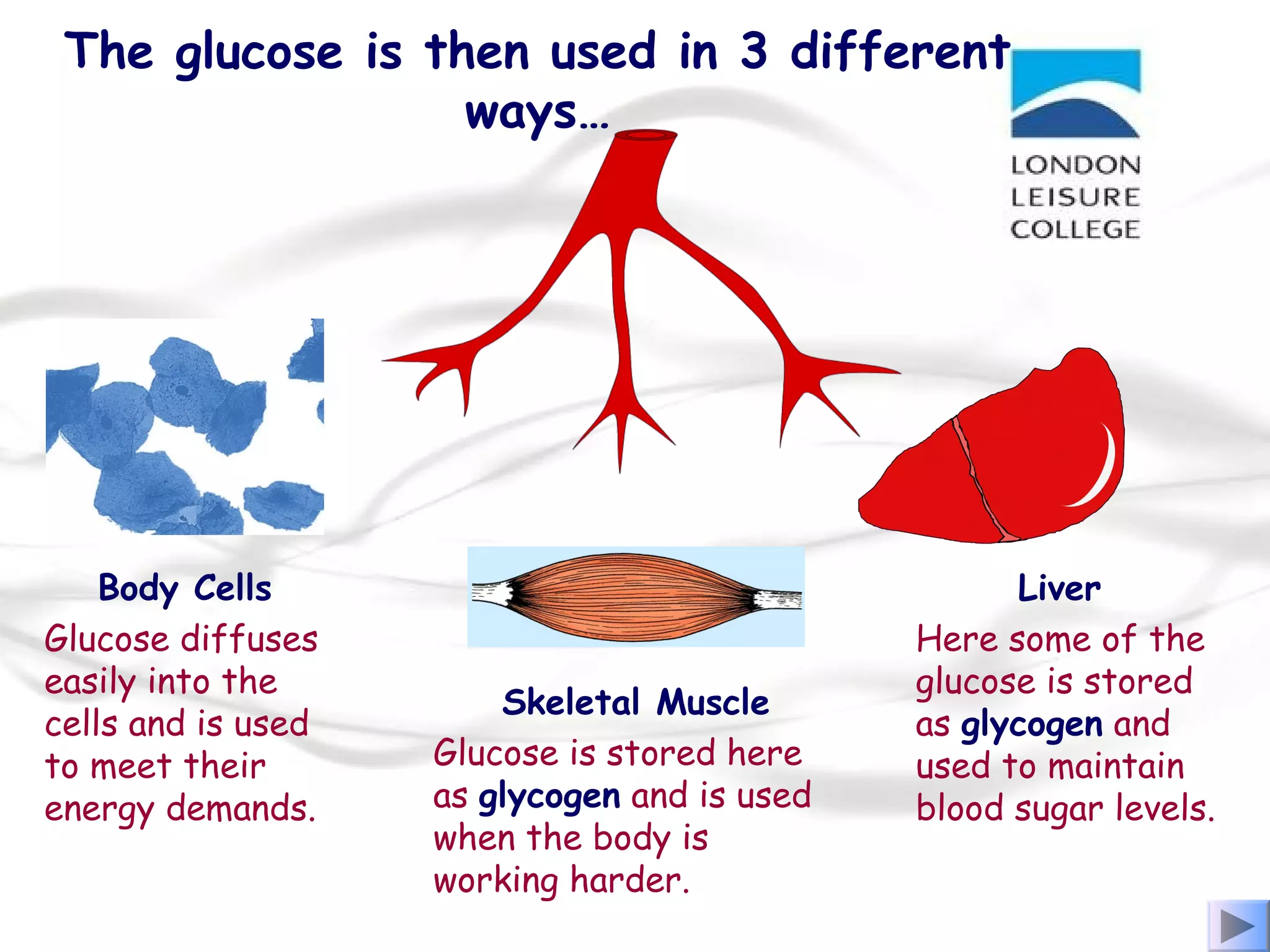 The glucose is then used in 3 different
ways…
Here some of the
glucose is stored
as glycogen and
used to maintain
blood sugar levels.
Glucose is stored here
as glycogen and is used
when the body is
working harder.
Glucose diffuses
easily into the
cells and is used
to meet their
energy demands.
Skeletal Muscle
LiverBody Cells
 