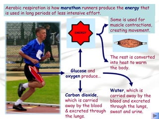Aerobic respiration is how marathon runners produce the energy that
is used in long periods of less intensive effort.
Glucose and
oxygen produce…
Carbon dioxide,
which is carried
away by the blood
& excreted through
the lungs.
Water, which is
carried away by the
blood and excreted
through the lungs,
sweat and urine.
Some is used for
muscle contractions,
creating movement.
The rest is converted
into heat to warm
the body.
 