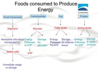 Foods consumed to Produce
Energy
Food Consumed
Digestion
Absorption into blood
transported to
Active cells
Immediate usage
or storage
Carbohydrate
Glucose
Energy
Pathways
to ATP
Storage
As
glycogen
ATP
Fat
Fatty Acids
Energy
Pathways
To ATP
Storage
As adipose
tissue
Protein
Amino Acids
Energy
Pathways
To ATP
Storage
& repair
of tissue
 
