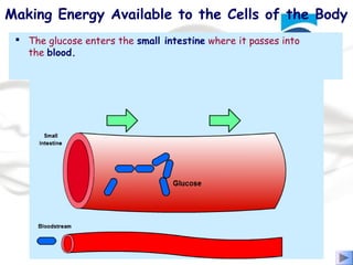 The muscles of the body use both carbohydrates and fats to produce
energy. The following diagram shows how carbohydrates are used.
Making Energy Available to the Cells of the Body
 Carbohydrates in the form of starch gained from foods such as
pasta, bread and potatoes are eaten.
 The starch is digested in the gut and turned into glucose molecules.
 The glucose enters the small intestine where it passes into
the blood.
 