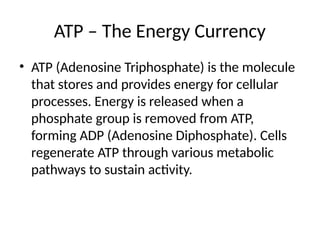 ATP – The Energy Currency
• ATP (Adenosine Triphosphate) is the molecule
that stores and provides energy for cellular
processes. Energy is released when a
phosphate group is removed from ATP,
forming ADP (Adenosine Diphosphate). Cells
regenerate ATP through various metabolic
pathways to sustain activity.
 