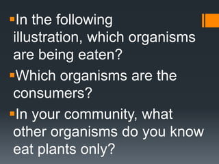 In the following
 illustration, which organisms
 are being eaten?
Which organisms are the
 consumers?
In your community, what
 other organisms do you know
 eat plants only?
 