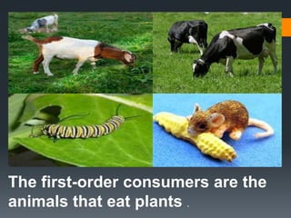 The first-order consumers are the
animals that eat plants .
 