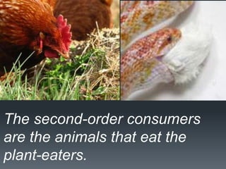 The second-order consumers
are the animals that eat the
plant-eaters.
 