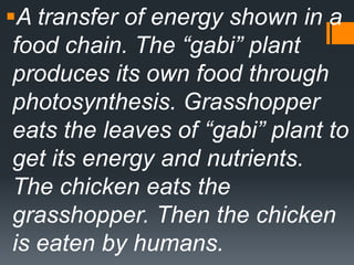 A transfer of energy shown in a
 food chain. The “gabi” plant
 produces its own food through
 photosynthesis. Grasshopper
 eats the leaves of “gabi” plant to
 get its energy and nutrients.
 The chicken eats the
 grasshopper. Then the chicken
 is eaten by humans.
 