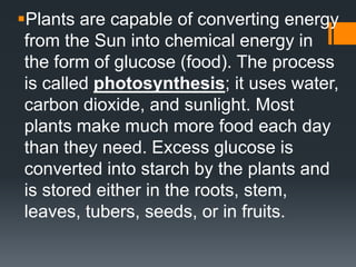 Plants are capable of converting energy
 from the Sun into chemical energy in
 the form of glucose (food). The process
 is called photosynthesis; it uses water,
 carbon dioxide, and sunlight. Most
 plants make much more food each day
 than they need. Excess glucose is
 converted into starch by the plants and
 is stored either in the roots, stem,
 leaves, tubers, seeds, or in fruits.
 