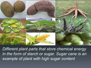 Different plant parts that store chemical energy
in the form of starch or sugar. Sugar cane is an
example of plant with high sugar content
 