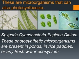 These are microorganisms that can
also photosynthesize.




Spygoria-Cyanobacteria-Euglena-Diatom
These photosynthetic microorganisms
are present in ponds, in rice paddies,
or any fresh water ecosystem.
 