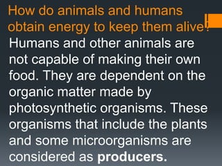 How do animals and humans
obtain energy to keep them alive?
Humans and other animals are
not capable of making their own
food. They are dependent on the
organic matter made by
photosynthetic organisms. These
organisms that include the plants
and some microorganisms are
considered as producers.
 