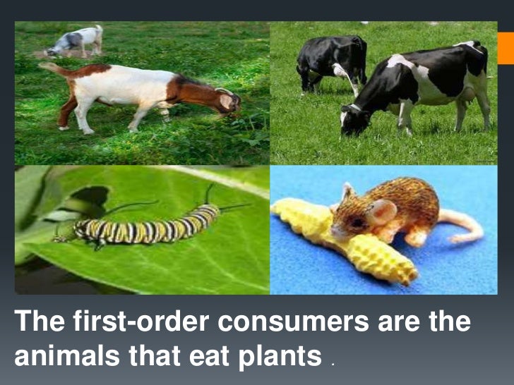 Energy Transfer In The Ecosystems