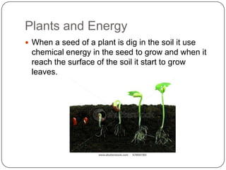 Plants and Energy
 When a seed of a plant is dig in the soil it use
chemical energy in the seed to grow and when it
reach the surface of the soil it start to grow
leaves.
 