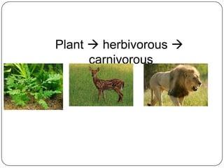 Plant  herbivorous 
carnivorous
 