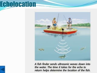 Echolocation
 