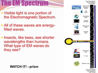 The EM Spectrum
 Visible light is one portion of
  the Electromagnetic Spectrum.

 All of these waves are energy-
  filled waves.

 Insects, like bees, see shorter
 wavelengths than humans.
 What type of EM waves do
 they see?



     WATCH IT! - prism
 
