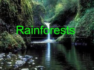 Rainforests
 