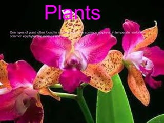 Plants
One types of plant often found in a rainforests is the common epiphyte: in temperate rainforests
common epiphytes are mosses and ferns.
