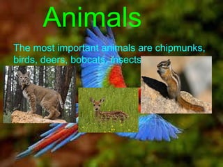Animals
The most important animals are chipmunks,
birds, deers, bobcats, insects....