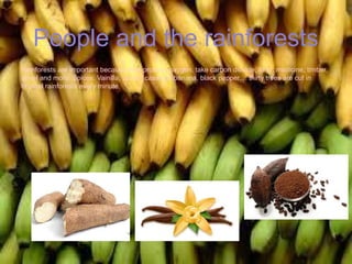 People and the rainforests
Rainforests are important because they produce oxygen, take carbon dioxide, food, medicine, timber,
travel and more. Spices: Vainilla, cacao, cassava, banana, black pepper.... thirty trees are cut in
tropical rainforests every minute.