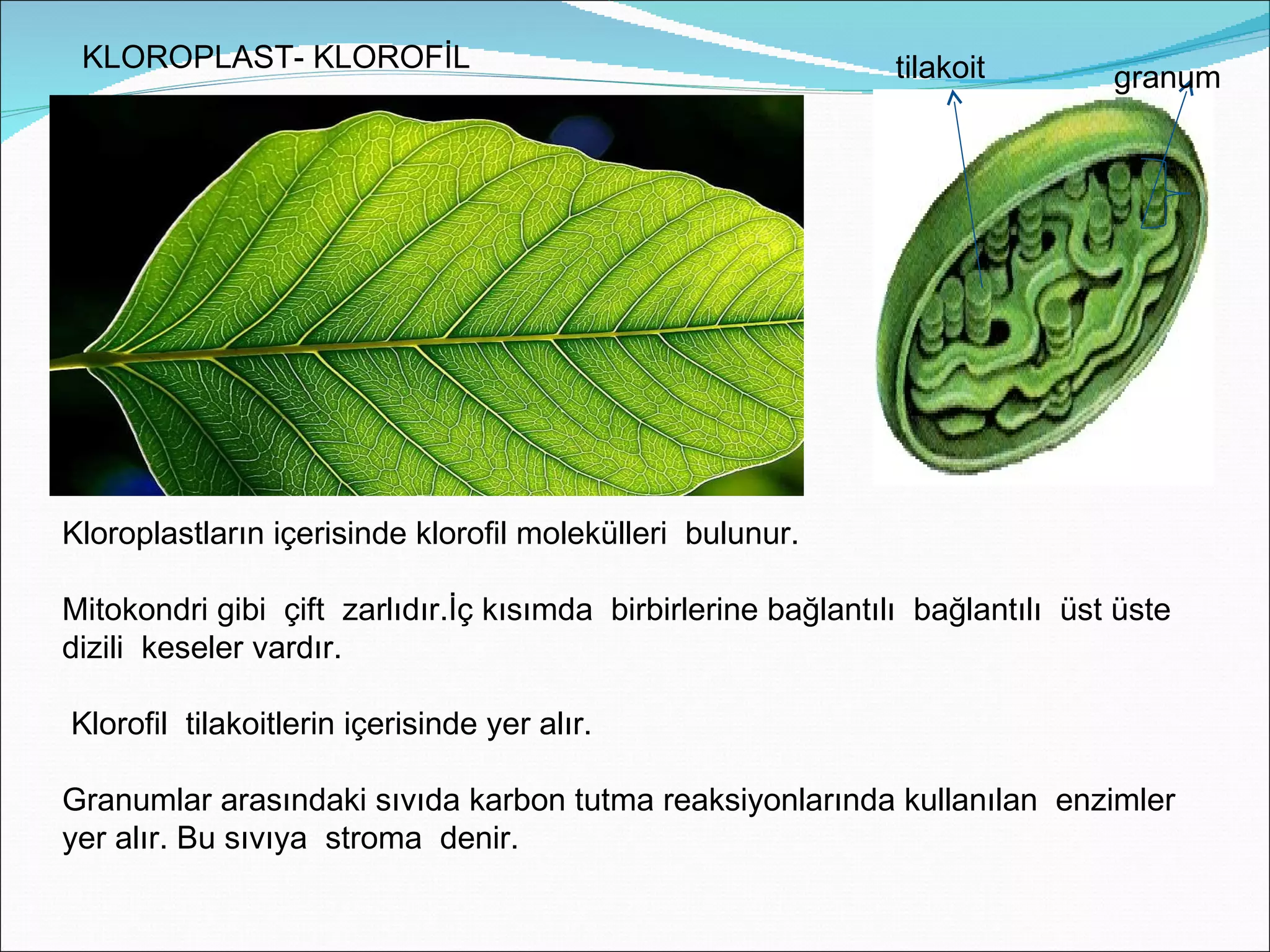 KLOROPLAST- KLOROFİL                                          tilakoit        granum




Kloroplastların içerisinde klorofil molekülleri bulunur.

Mitokondri gibi çift zarlıdır.İç kısımda birbirlerine bağlantılı bağlantılı üst üste
dizili keseler vardır.

Klorofil tilakoitlerin içerisinde yer alır.

Granumlar arasındaki sıvıda karbon tutma reaksiyonlarında kullanılan enzimler
yer alır. Bu sıvıya stroma denir.
 