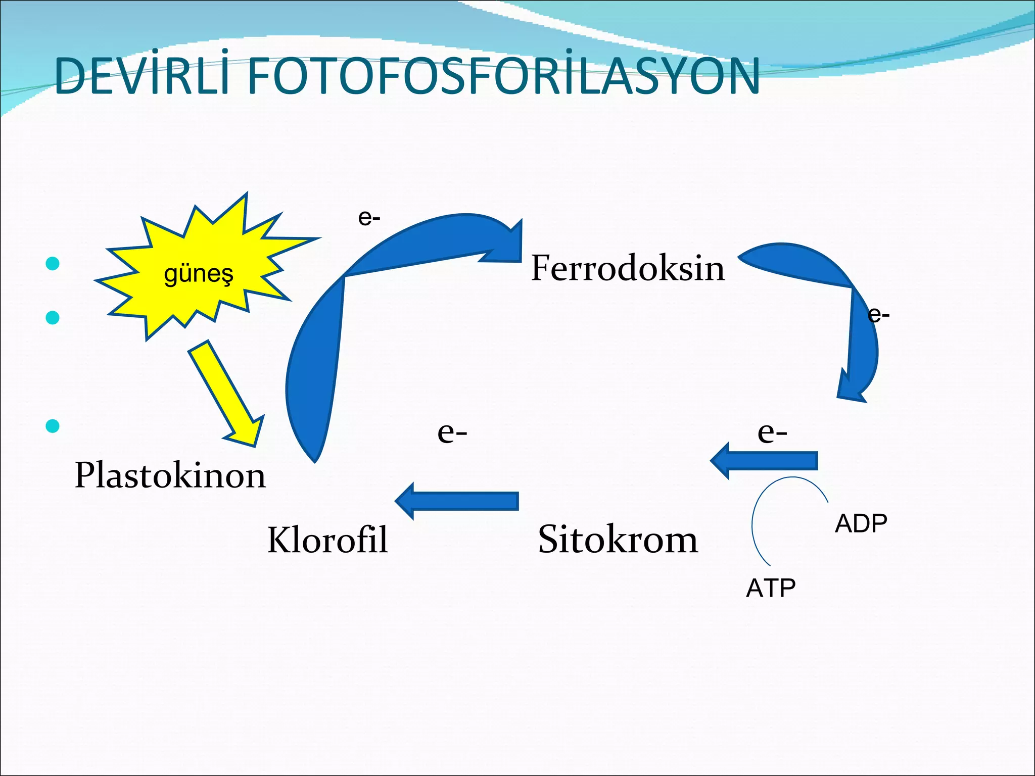 DEVİRLİ FOTOFOSFORİLASYON

                      e-
        güneş                   Ferrodoksin
                                                     e-



                           e-                 e-
    Plastokinon
                                                     ADP
                 Klorofil        Sitokrom
                                               ATP
 