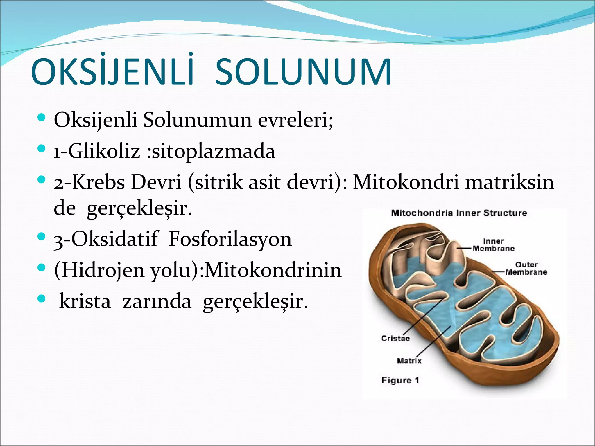 OKSİJENLİ SOLUNUM
 Oksijenli Solunumun evreleri;
 1-Glikoliz :sitoplazmada
 2-Krebs Devri (sitrik asit devri): Mitokondri matriksin
  de gerçekleşir.
 3-Oksidatif Fosforilasyon
 (Hidrojen yolu):Mitokondrinin
 krista zarında gerçekleşir.
 