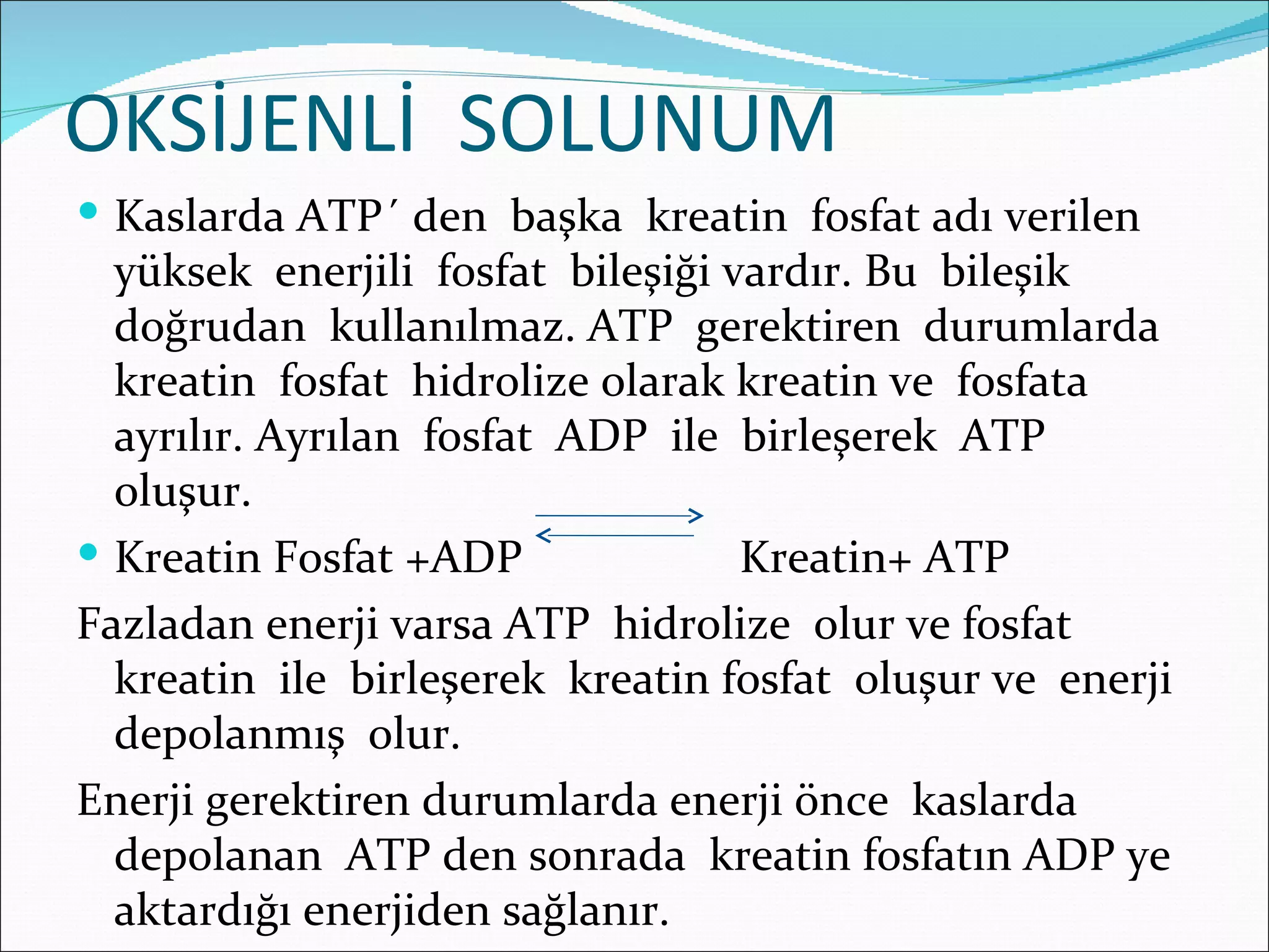 OKSİJENLİ SOLUNUM
 Kaslarda ATP´ den başka kreatin fosfat adı verilen
  yüksek enerjili fosfat bileşiği vardır. Bu bileşik
  doğrudan kullanılmaz. ATP gerektiren durumlarda
  kreatin fosfat hidrolize olarak kreatin ve fosfata
  ayrılır. Ayrılan fosfat ADP ile birleşerek ATP
  oluşur.
 Kreatin Fosfat +ADP              Kreatin+ ATP
Fazladan enerji varsa ATP hidrolize olur ve fosfat
  kreatin ile birleşerek kreatin fosfat oluşur ve enerji
  depolanmış olur.
Enerji gerektiren durumlarda enerji önce kaslarda
  depolanan ATP den sonrada kreatin fosfatın ADP ye
  aktardığı enerjiden sağlanır.
 